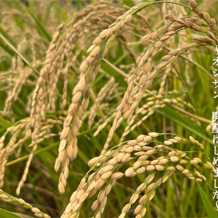 暮らしのコラム『第3回 農てんきなくらし～オジサン開墾はじめました～ 季刊誌かきのたねvol.60より