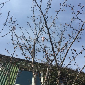 桜31-1